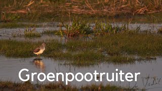 Groenpootruiter herkennen in beeld en geluid  Common Greenshank 306 [upl. by Akaenahs411]