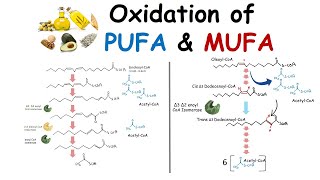 Oxidation of unsaturated fatty acid PUFA and MUFA oxidation [upl. by Latia]