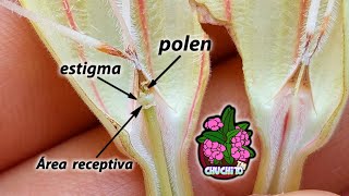 COMO POLINIZAR UN ROSA DE DECIERTO O ADENIUM MUY FACIL DESDE CASA how to pollinate an adenium [upl. by Papst]