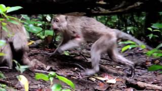 Infanticide in Long tail Macaque [upl. by Nnaed]