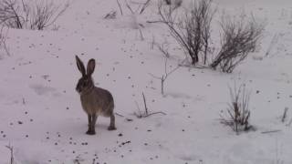 100s of Jack Rabbits in a huskdroveswarm [upl. by Ultann]