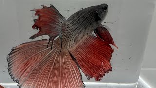 One Of The Most Beautiful Fish In The WorldBetta Fish … Siamese Fighting Fish [upl. by Aidnama]