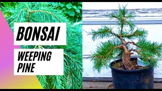 How to make Bonsai from Nursery stock  Pinus sylvestris quotHillside Creeperquot [upl. by Stock]