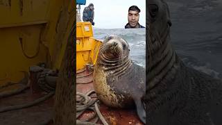 Seal fish seal ocean sealions animals fish oceanmysteries fishingdiscoveries facts comedyfi [upl. by Coshow]