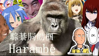 Harambe Anime Opening [upl. by Noisla]