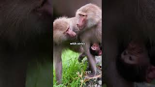 Amazing Facts About Baboons facts wildlife animals nature education africa monkey [upl. by Tnahs34]