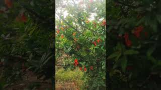 Pomegranate flowering in our orchard nature fruit farming [upl. by Reimer692]