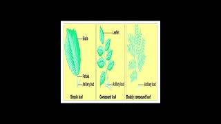 Different between Simple Leaf and Compound Leaf and Doubly Compound Leaf geneticteacher [upl. by Rasaec]