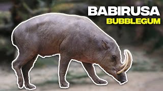 Unlocking the Secrets of Babirusa AKA DeerPig Fascinating Insights [upl. by Kaile]