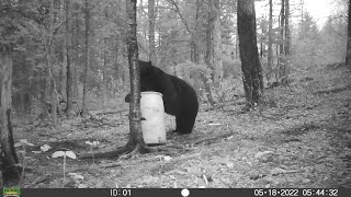 Massive 21quot 424 LB Archery Spring Black Bear Hunt in New Brunswick Canada with Kevin Bourgoin [upl. by Uird]