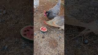 Chicken mom Life So cutes chickens farmlife chickenlife [upl. by Leirrad]