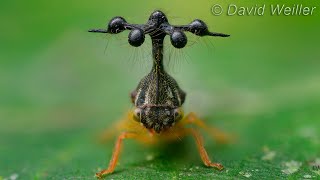 Is That a Helicopter or a Treehopper [upl. by Carla]