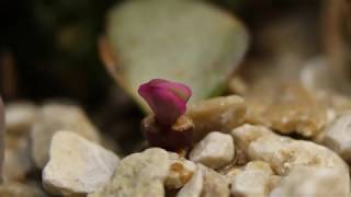 Succulent Propagation Elephant Bush quotPortulacaria afraquot Time Lapse Leaf Opening  7 Days [upl. by Oirretno971]