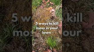 5 Ways to Get Rid of Moss in Your Yard [upl. by Denice]