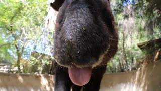 Mountain Tapir Inca Munchies ASMR [upl. by Starr]