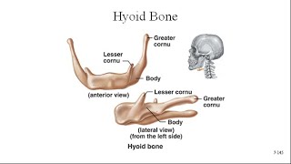 Hyoid Bone [upl. by Magan]