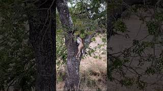 Hyena jumps into tree to steal Impala  Lion Sands Game Reserve  Kruger National Park [upl. by Kurtz28]