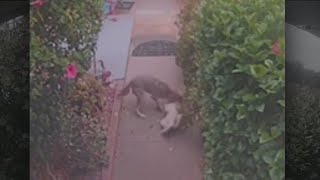 Coyote attacks dog in Shadow Hills neighborhood [upl. by Enilraep758]