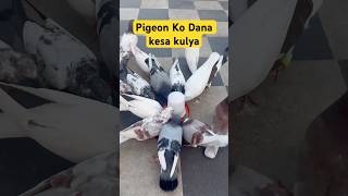 Birds food feeder and Drinker 😍 pigeon kabootar shortsfeed shorts [upl. by Analad480]