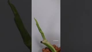 Monstera Albo Time Lapse Unfurling Leaf [upl. by Aissila]