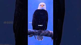 The Most Respected Eagle in the World 🦅  baldeagle [upl. by Nylg]