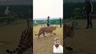 Tiger lover 💞 tiger tigers animals youtubeshorts [upl. by Callery]