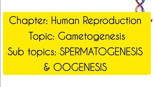 GametogenesisClass12th BiologyHuman Reproduction [upl. by Lebanna]