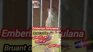 Emberiza hortulan درسة الشعير البوح الزرهوني او الفاسي bruant ortolan [upl. by Aicenad716]