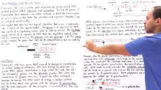 Gene Regulation and the Lac Operon [upl. by Yv]