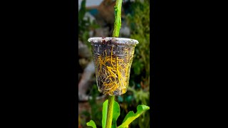 Air Layering Lemon Treecomposite viralvideoシ indoorplants Flowers viewers highlights [upl. by Eiramenna]