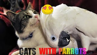 Funny Parrots And Cats Compilation 😿🦜 Cute Parrot Videos [upl. by Leinadnhoj]