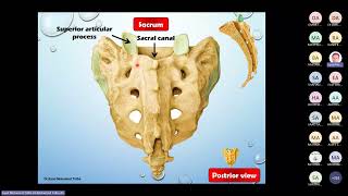 Bony Pelvis ampPelvic wallProf Eyad [upl. by Juliana]