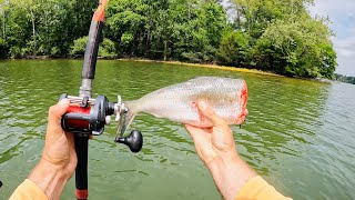 4 Hours of RAW and UNCUT Kayak Catfishing  Anchor Fishing with Cut Bait on Chickamauga Reservoir [upl. by Rehpotsrihc134]