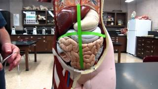 Abdominal Anatomy  Regions Quadrants amp Organs  Anatomy amp Physiology  Hindi [upl. by Witherspoon]