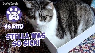 Stella Was So Sick Deworming 11 Cats  S6 E170  Rescued Kittens Lucky Ferals Cat Vlog [upl. by Fita]