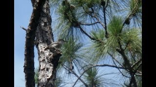 Rare Bird thought to be Extinct Rediscovered in Bahamas [upl. by Aitnyc]