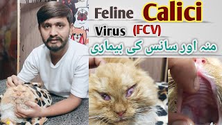 Cat Respiratory Diseases  Feline Calicivirus  Signs and treatment [upl. by Gaughan]