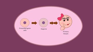 Oogenesis part 1  Development of Oocytes Primary before birth [upl. by Columbine93]