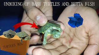 Finally Turtles are here unboxing of Redeared slider baby turtles [upl. by Ain252]