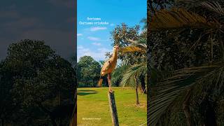 Jardim Botânico de Inhotim MG natureza nature inspiration viagem travel fyp bird passaros [upl. by Deny]