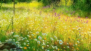 Relaxing Nature Ambience Meditation🌼GOOD MORNING SPRING NATURE THERAPY🌷Flowery MEADOW Healing Sounds [upl. by Wettam341]