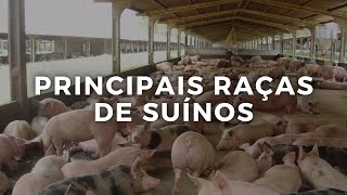 Principais RAÇAS de SUÍNOS [upl. by Gaye513]