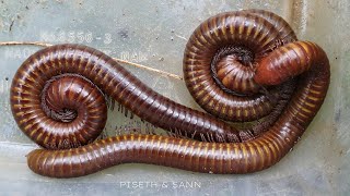 Challenge To Catch The Giant Hollywood Monster Worms As In The Film In Real Life  Millipede King [upl. by Brannon]