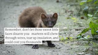 How To Remove A Marten From A Home Contact Oberglatts Best Pest Control Team Today [upl. by Haroppiz651]