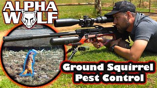 Ground Squirrel Hunting  Daystate Alpha Wolf  Air Gun Hunting [upl. by Odilo418]