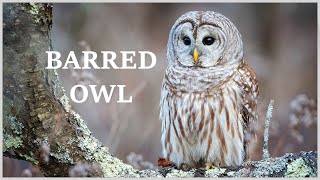 Barred owl call  hear the many different sounds of the barred owl [upl. by Dana909]