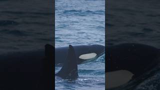 Killers Whales in Norway animals movie skjervoy [upl. by Sager]