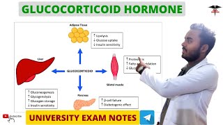 Glucocorticoids  Cortisol  Adrenal Hormone  Endocrine Physiology [upl. by Retse]