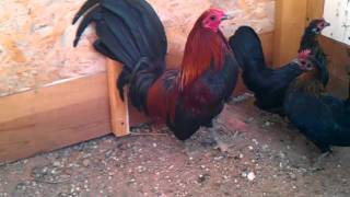 brown red american game bantams [upl. by Oirad]