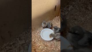 Pollos de color ceniza shortvideo gallinas crianza [upl. by Gabriela]